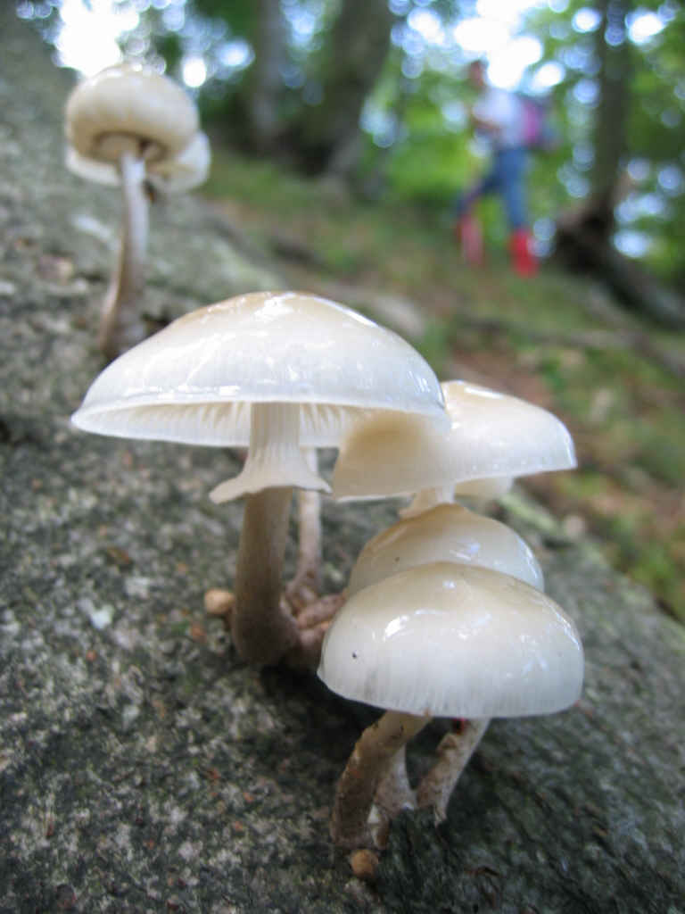 2005 :  Un anno di funghi